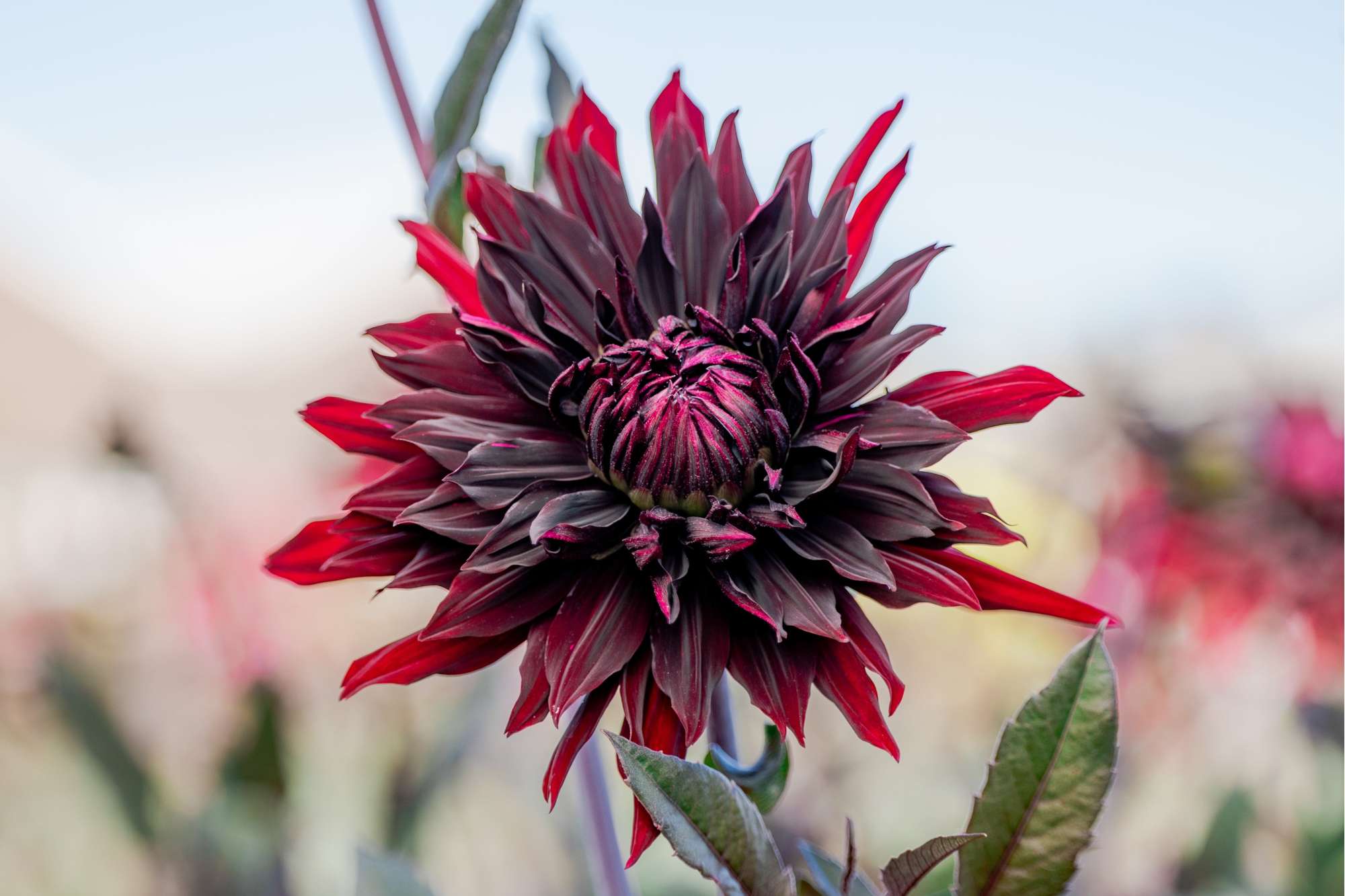 Dahlia 'Black Jack'